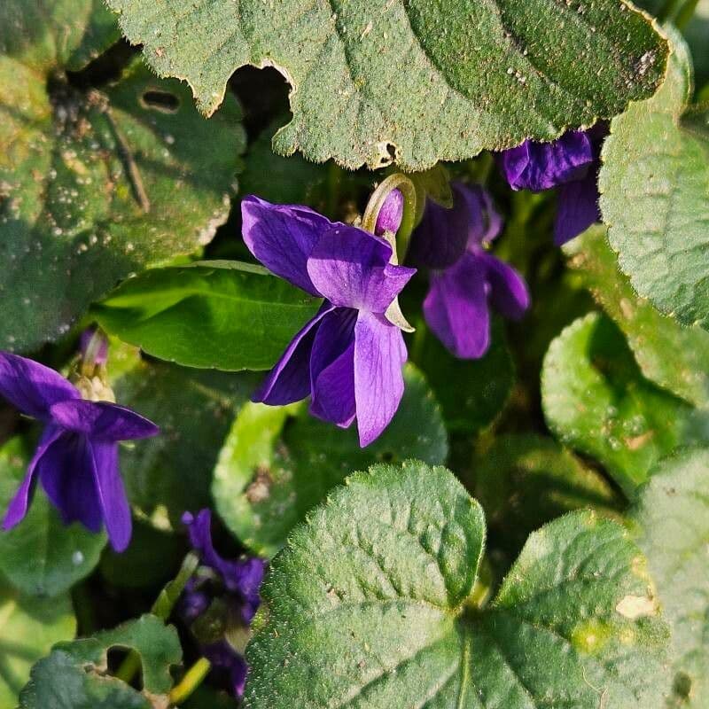 Viola odorata