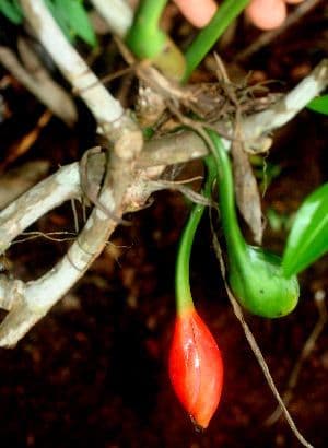 Syngonium angustatum