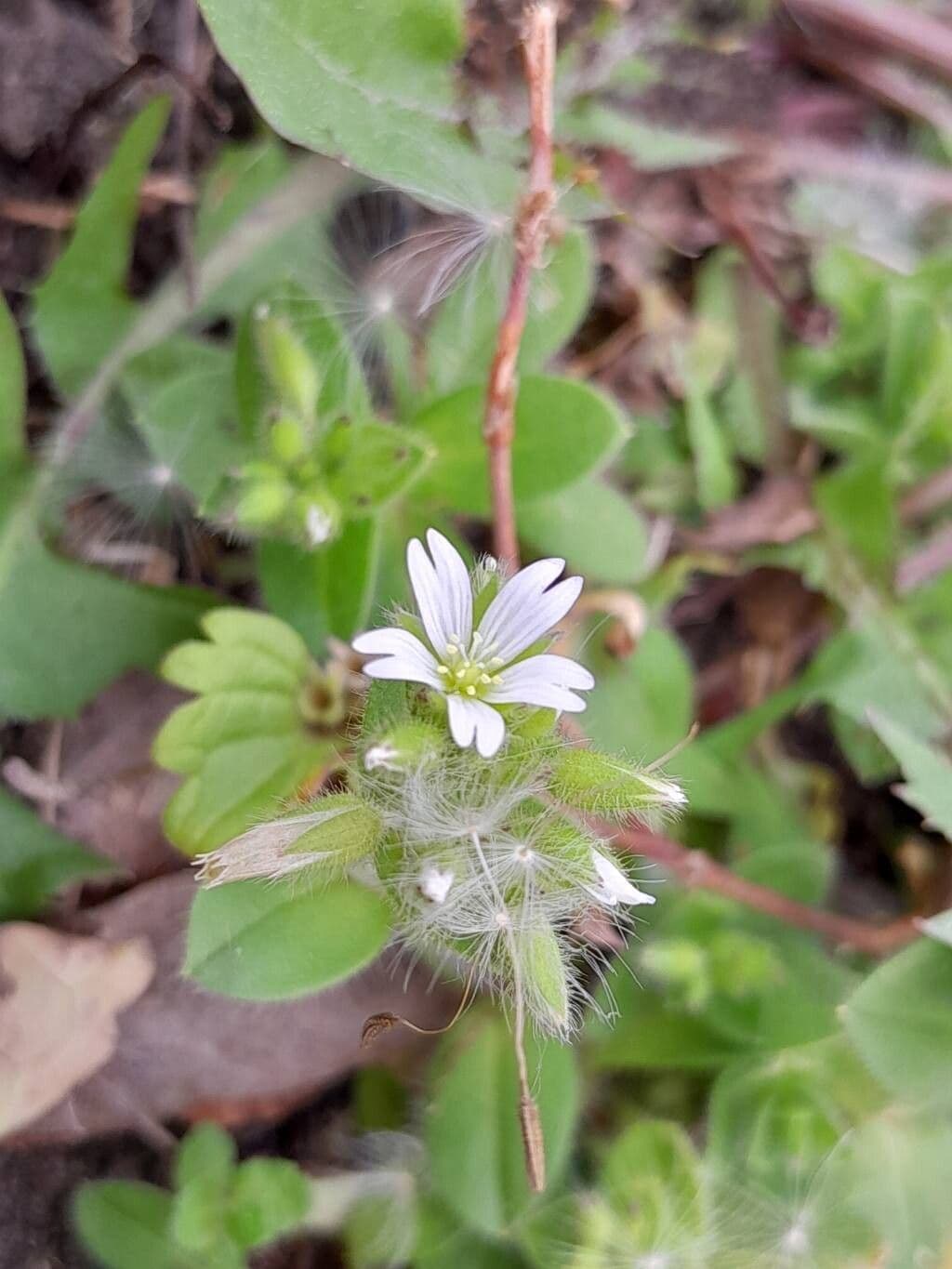 Cerastium glomeratum