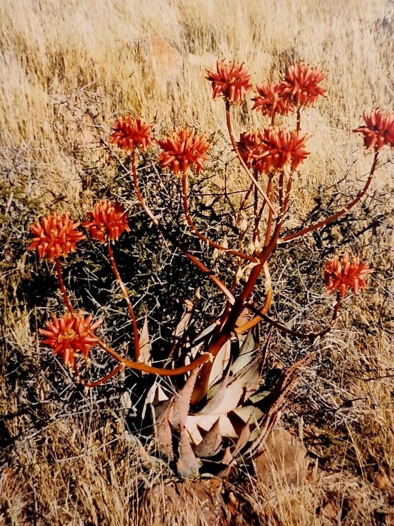 Aloe perfoliata