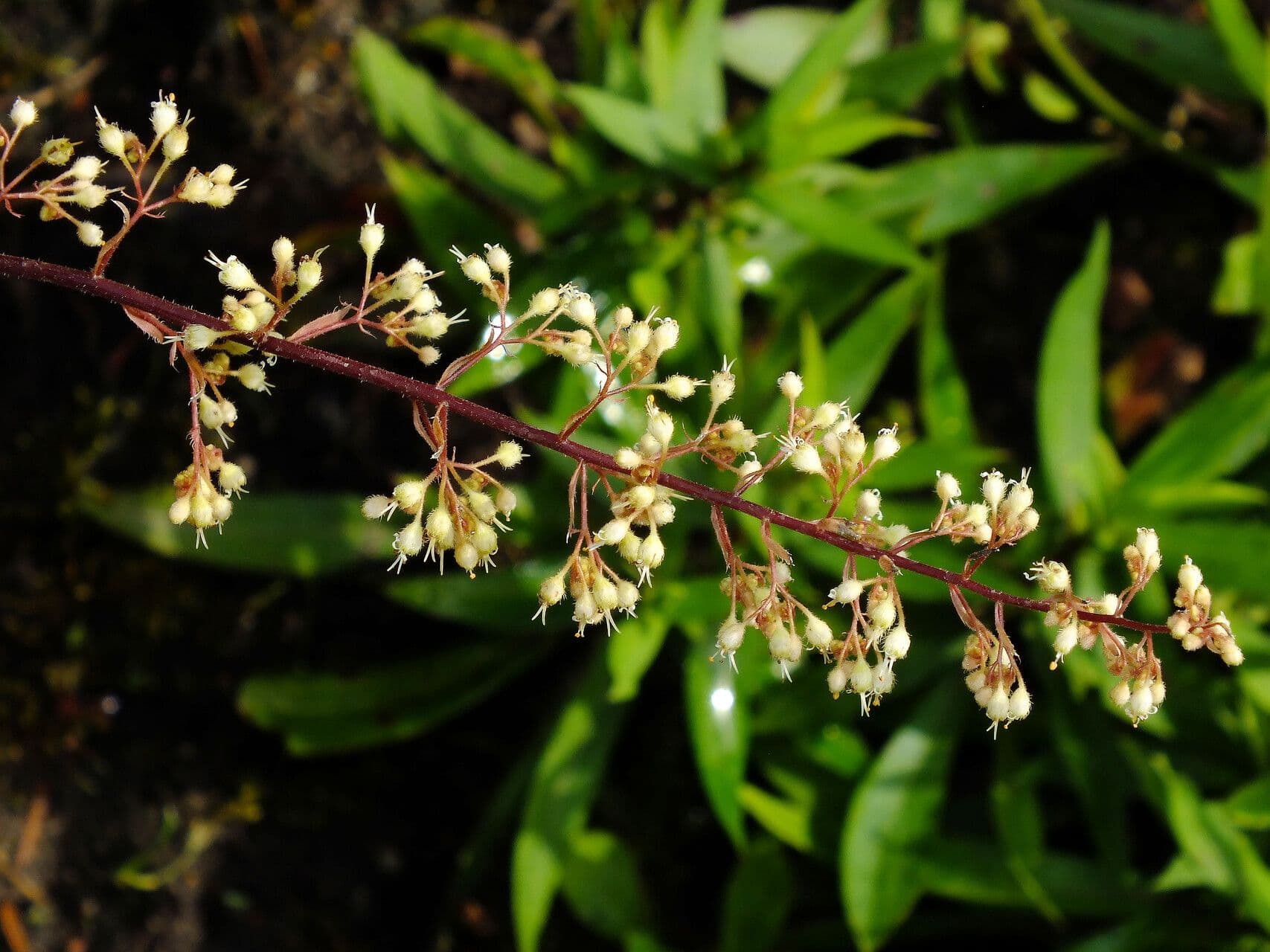 Heuchera villosa