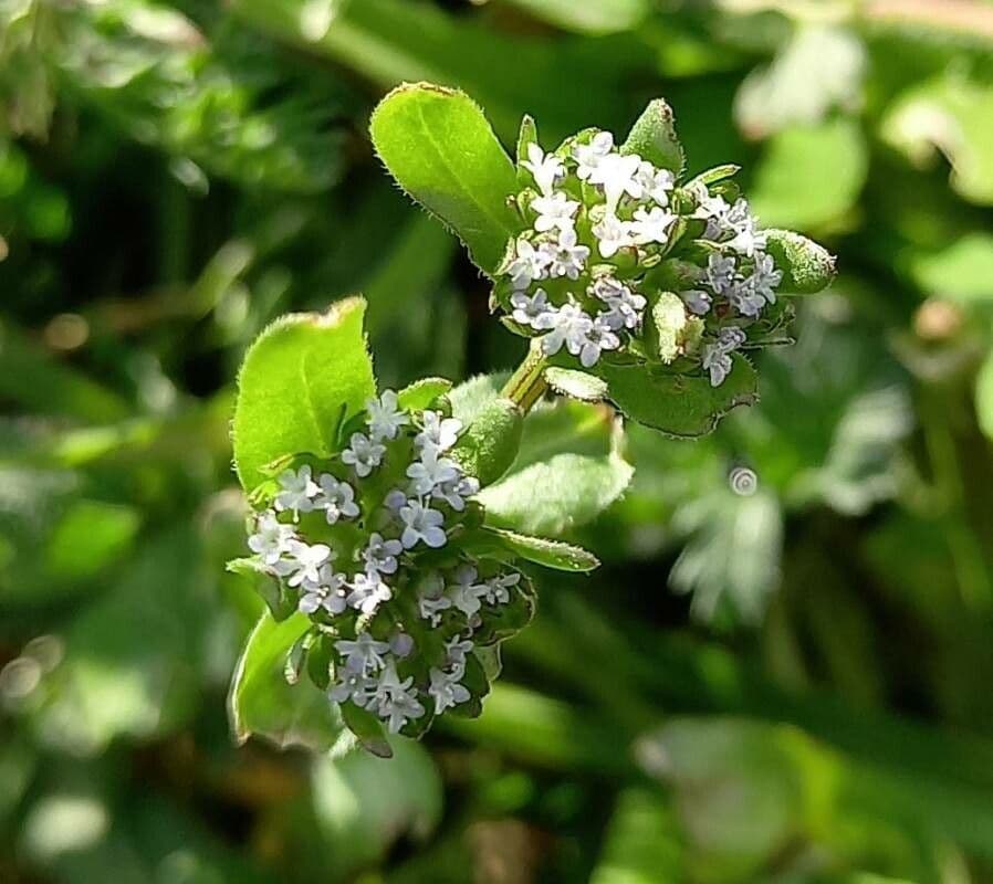 Valeriana locusta