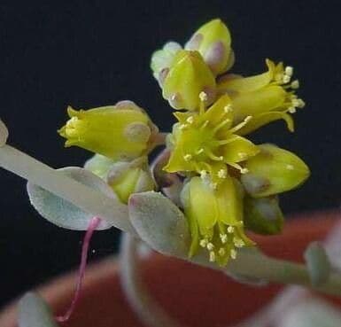 Echeveria prolifica