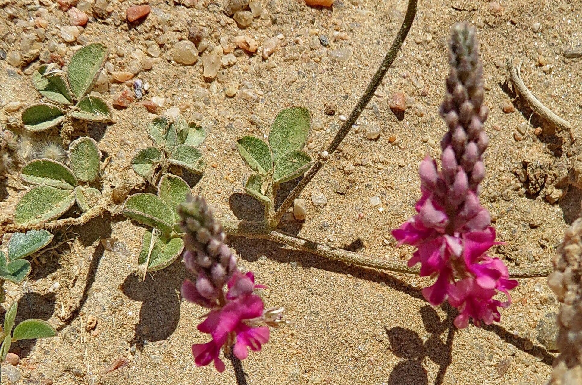Indigofera spicata
