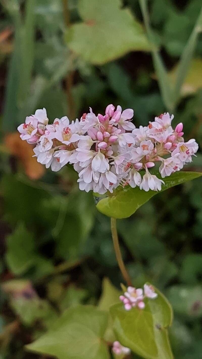 Fagopyrum esculentum