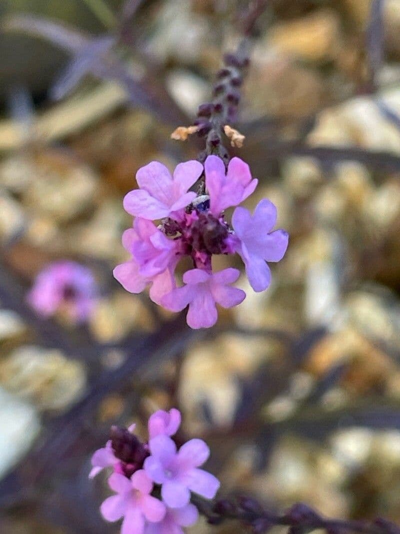 Verbena officinalis