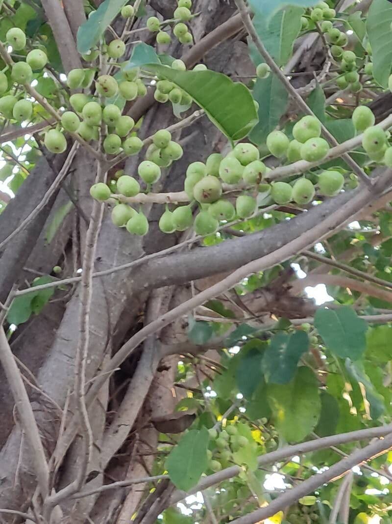 Ficus thonningii