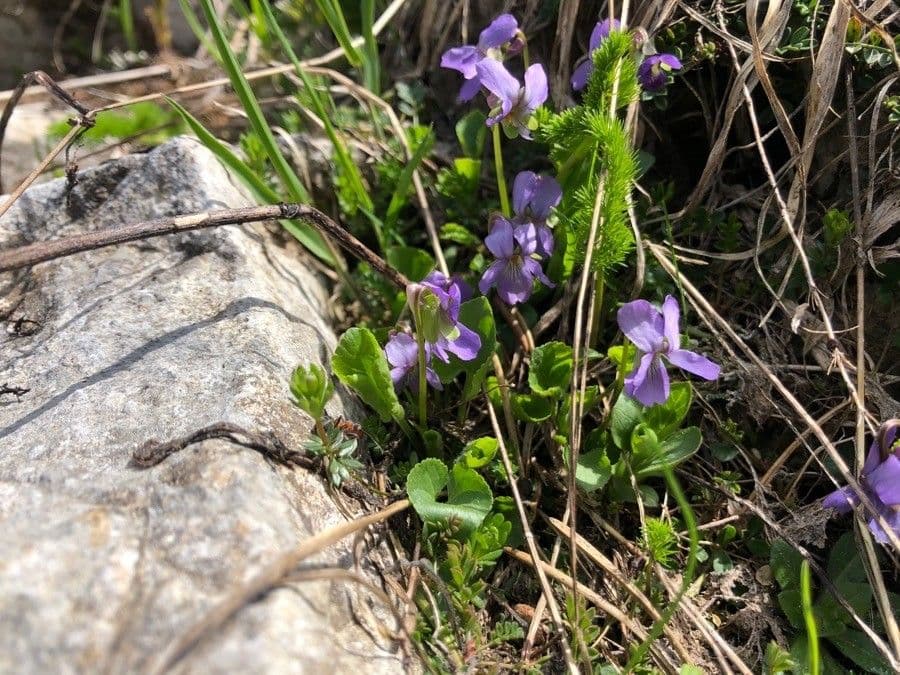 Viola pyrenaica