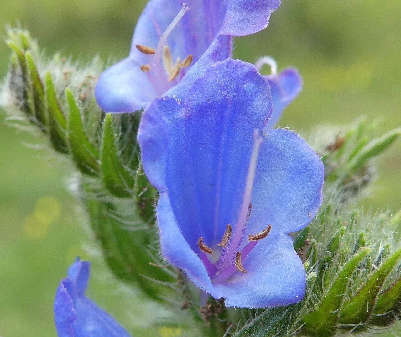 Echium vulgare