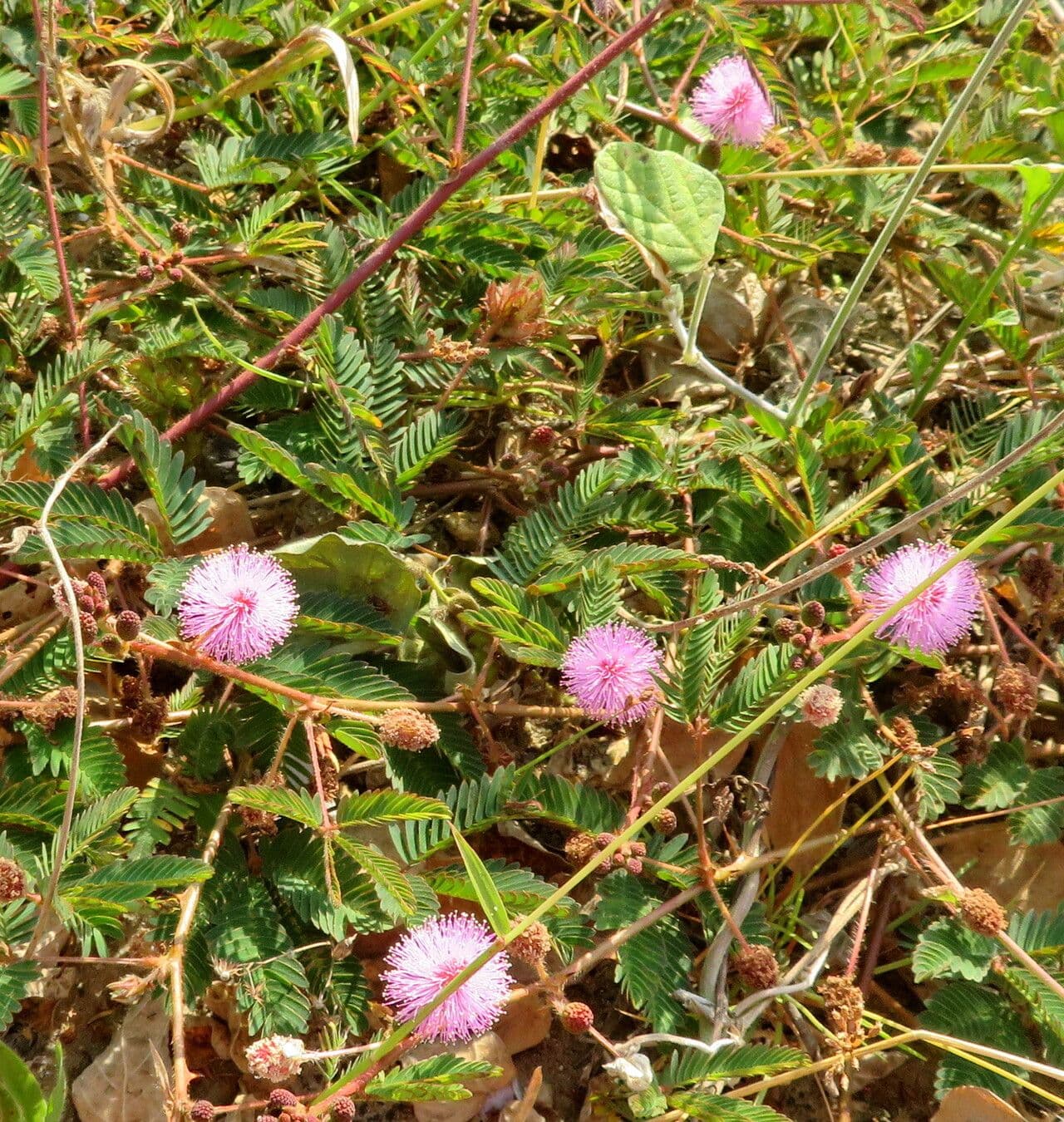 Mimosa pudica