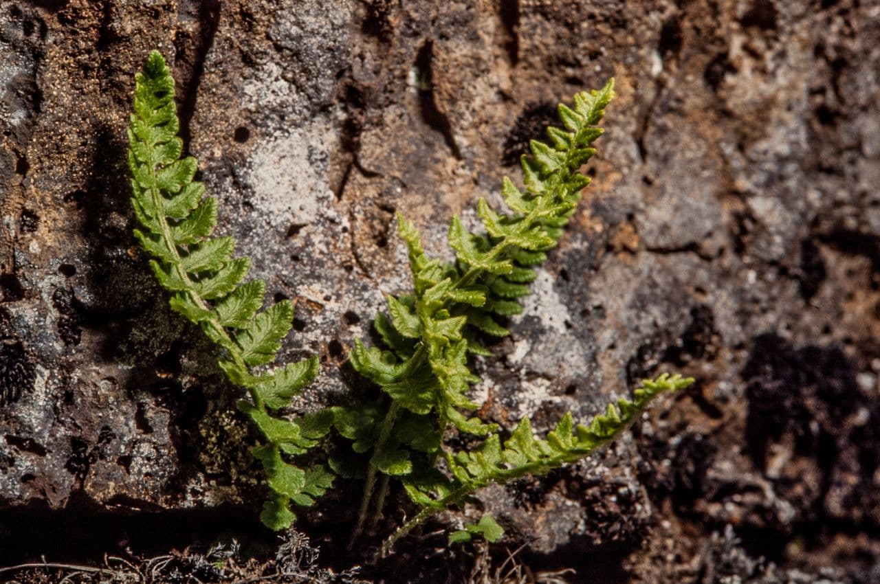 Woodsia ilvensis