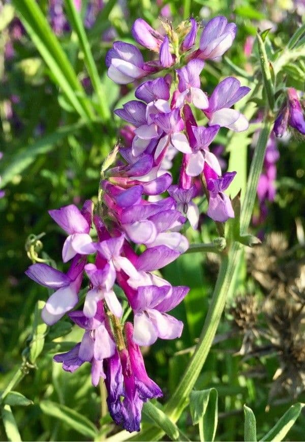 Vicia villosa