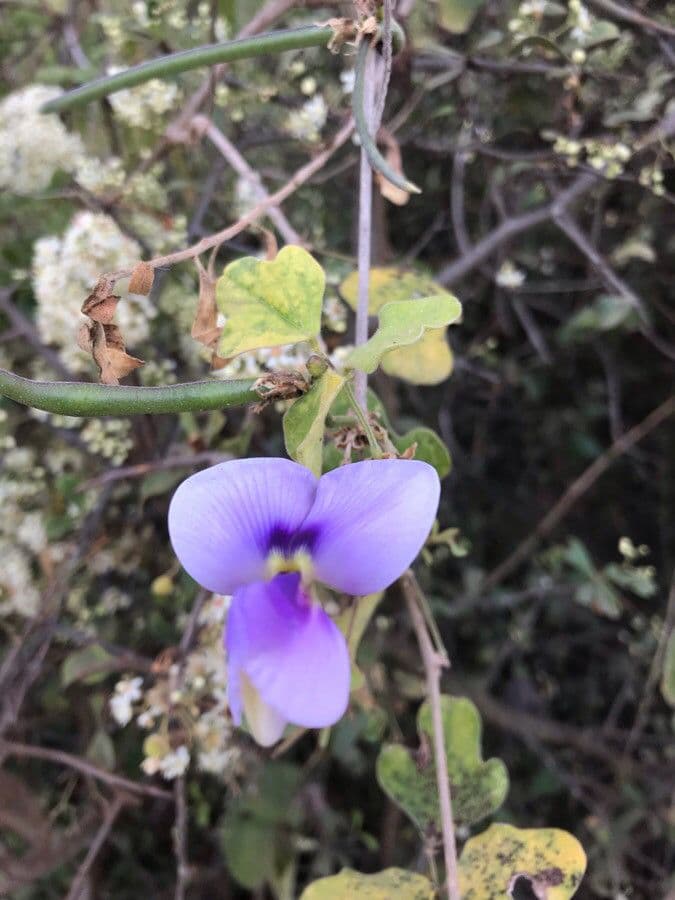 Vigna frutescens