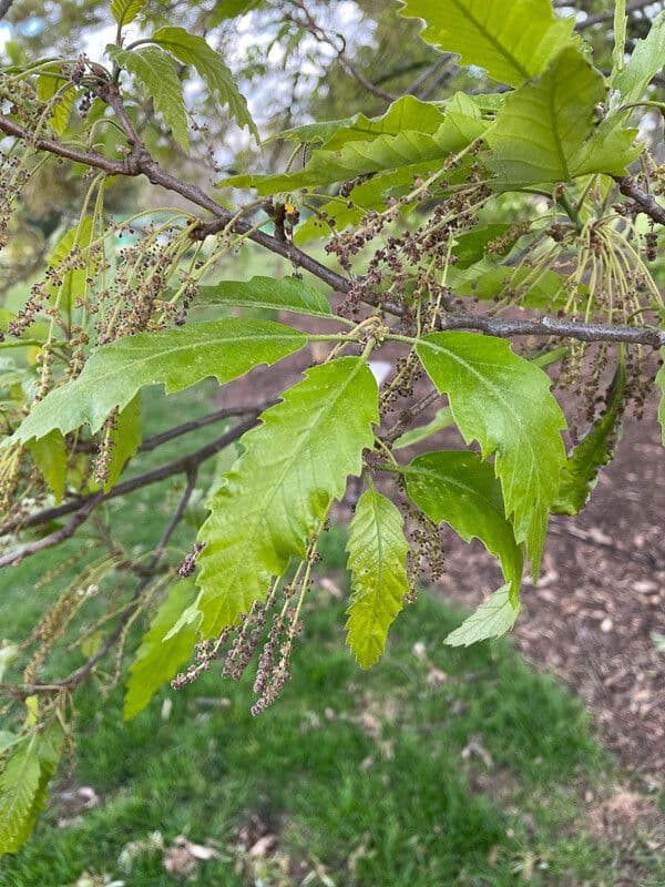 Quercus castaneifolia