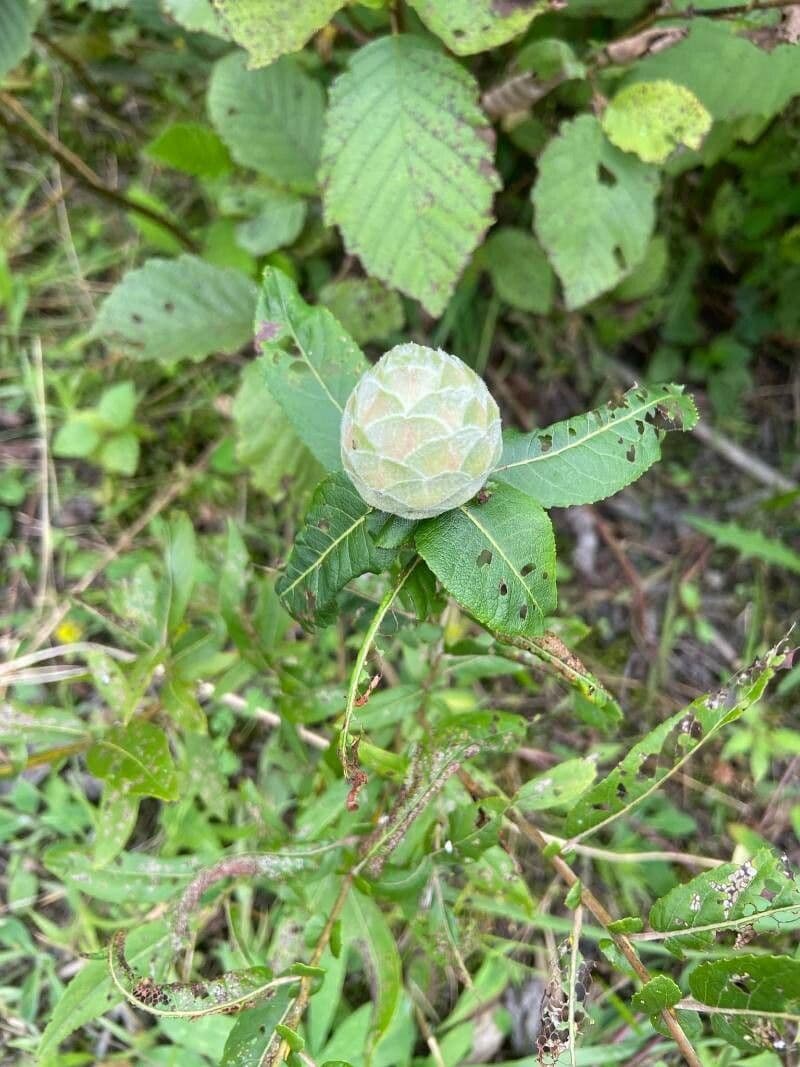 Salix eriocephala