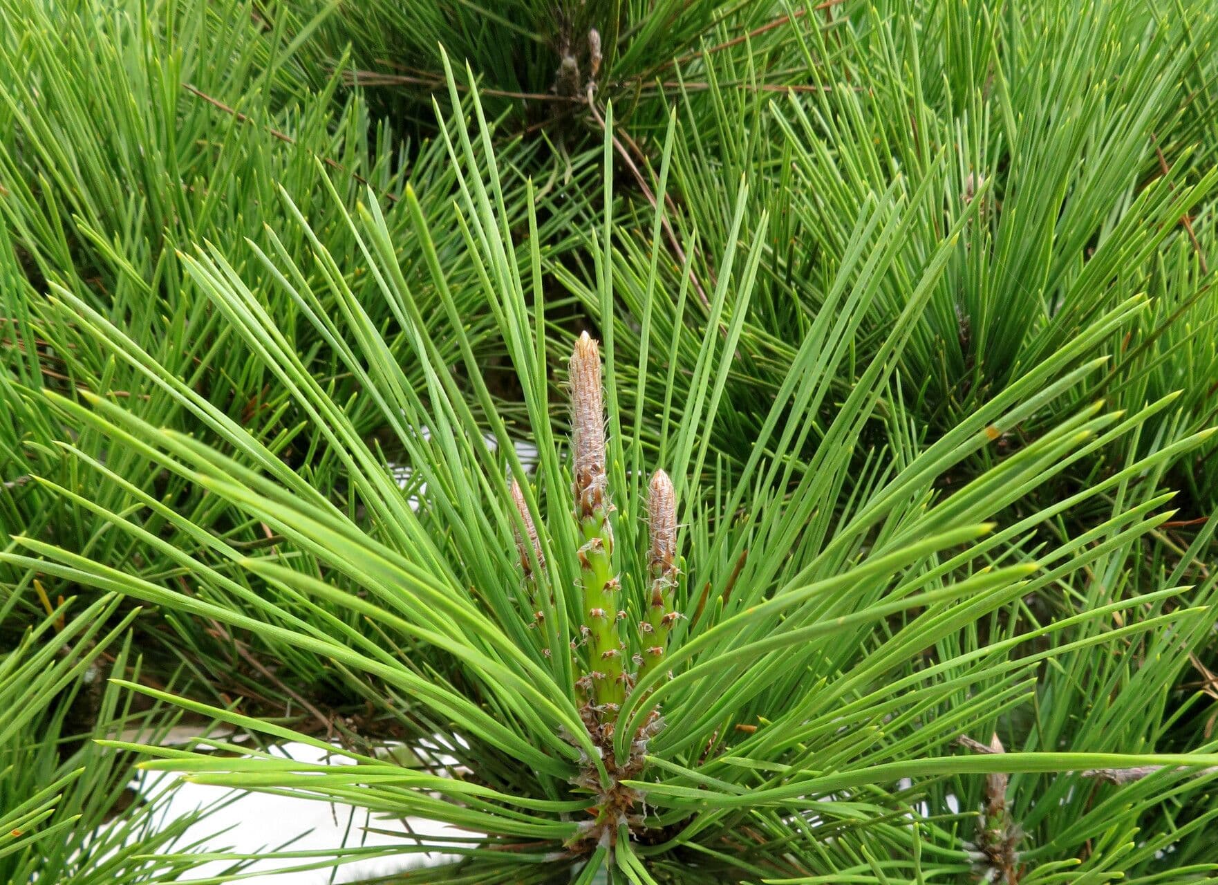 Pinus thunbergii