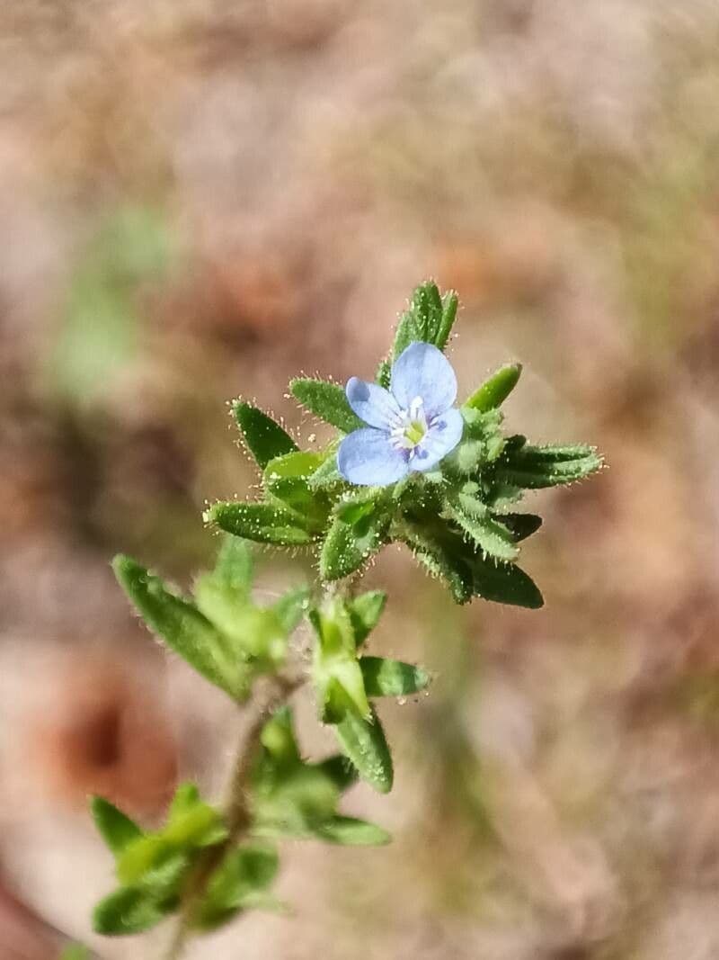 Veronica verna