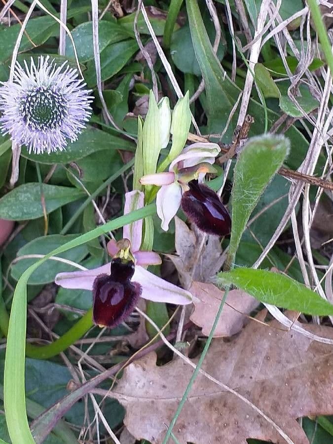 Ophrys bertolonii