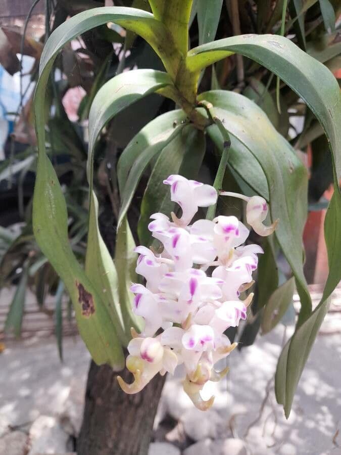 Aerides odorata