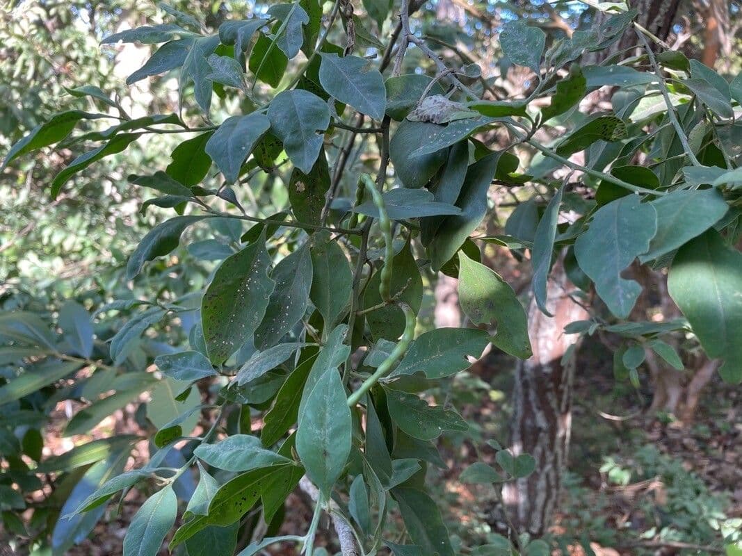 Indigofera ammoxylum