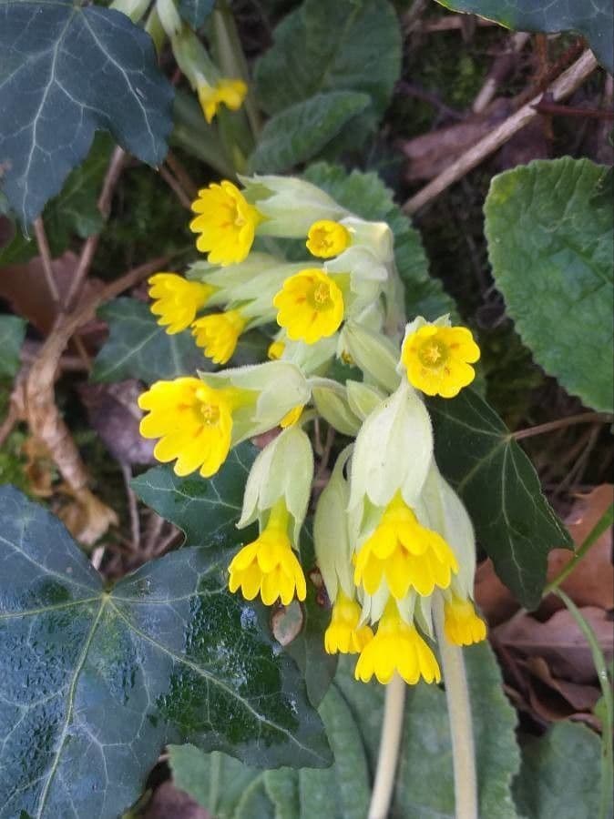 Primula veris