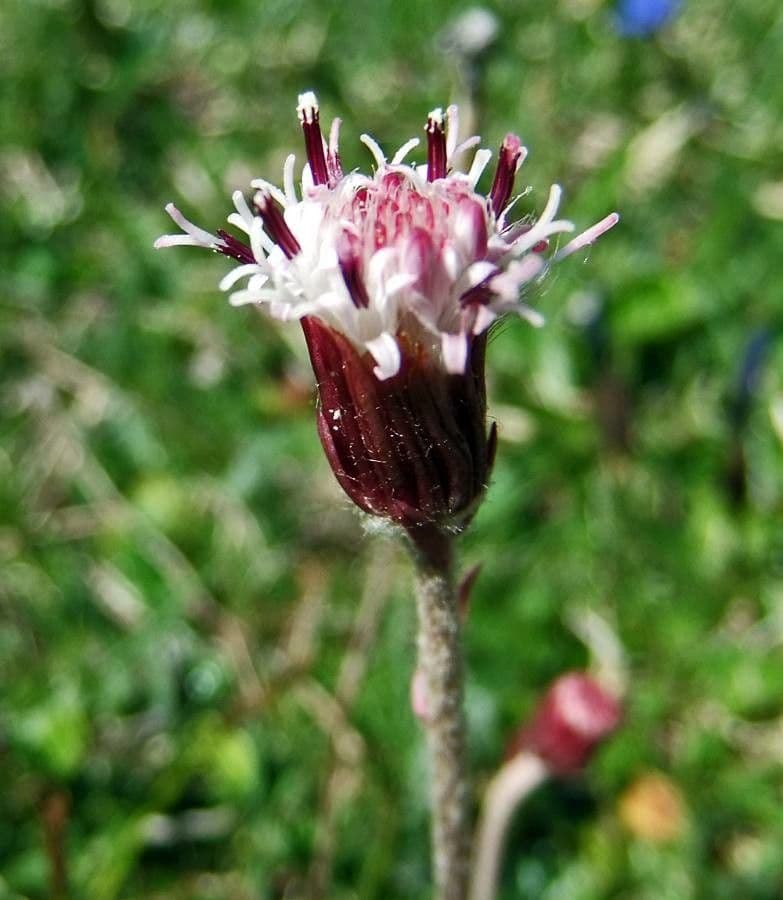 Homogyne alpina