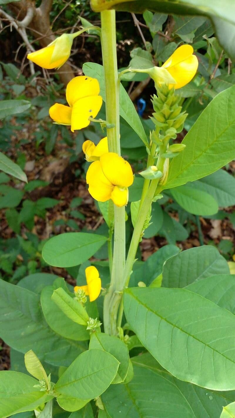 Crotalaria spectabilis