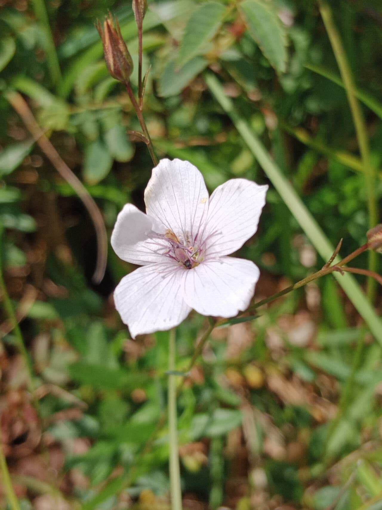 Linum tenuifolium
