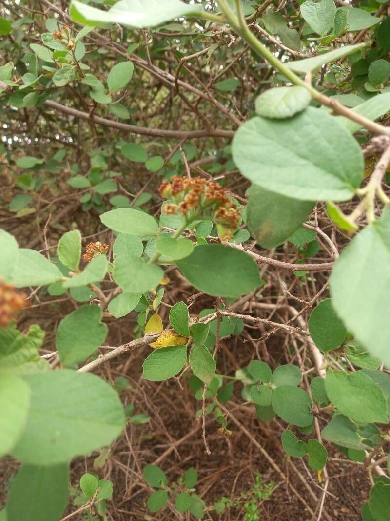 Cordia monoica