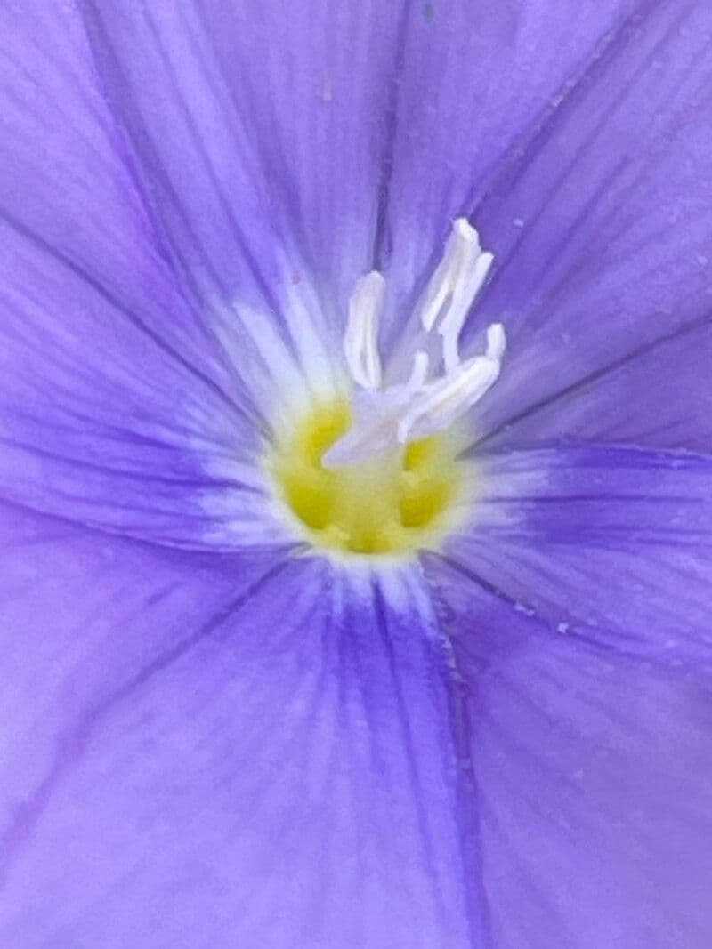 Convolvulus sabatius