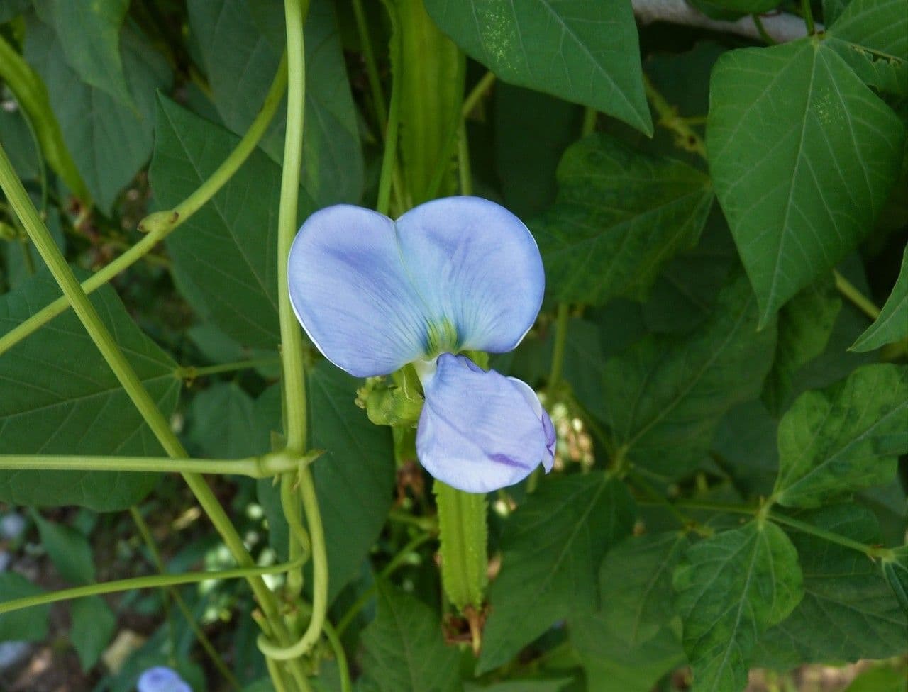 Psophocarpus tetragonolobus