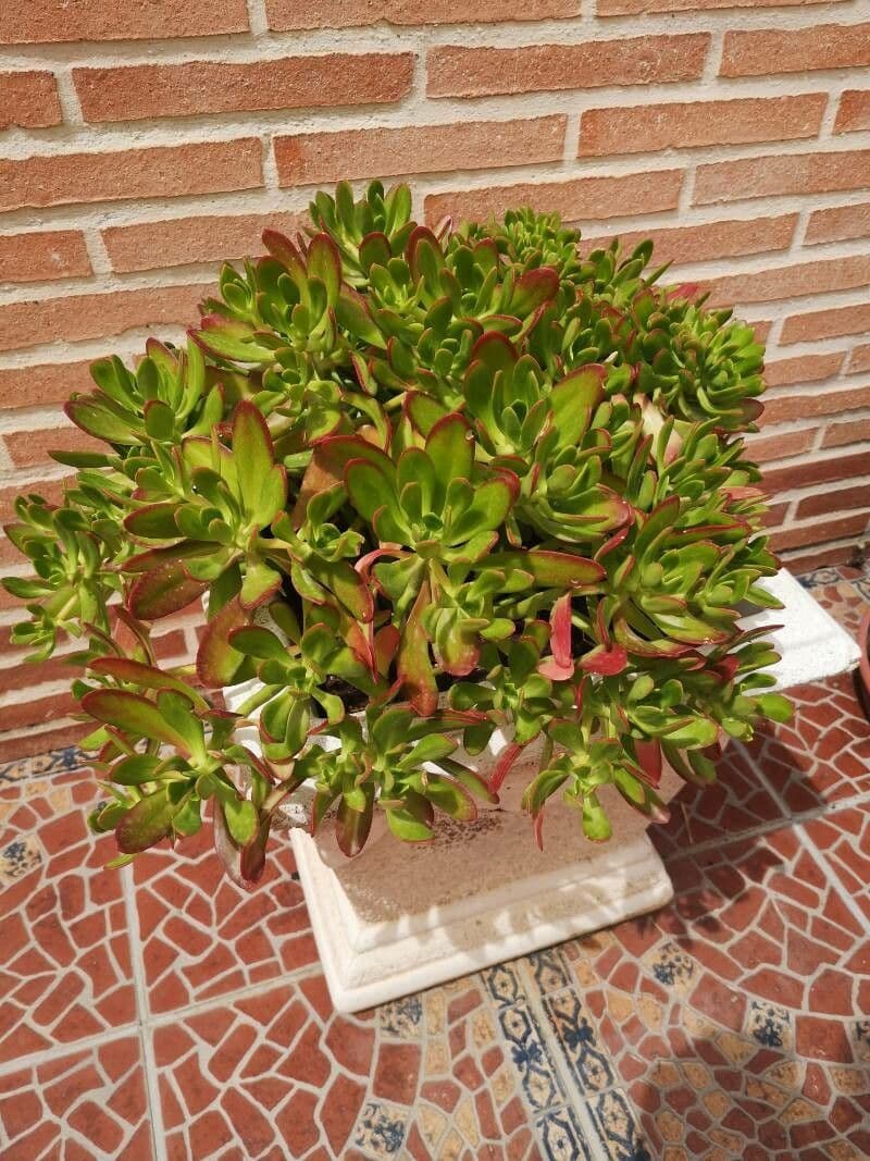 Aeonium sedifolium