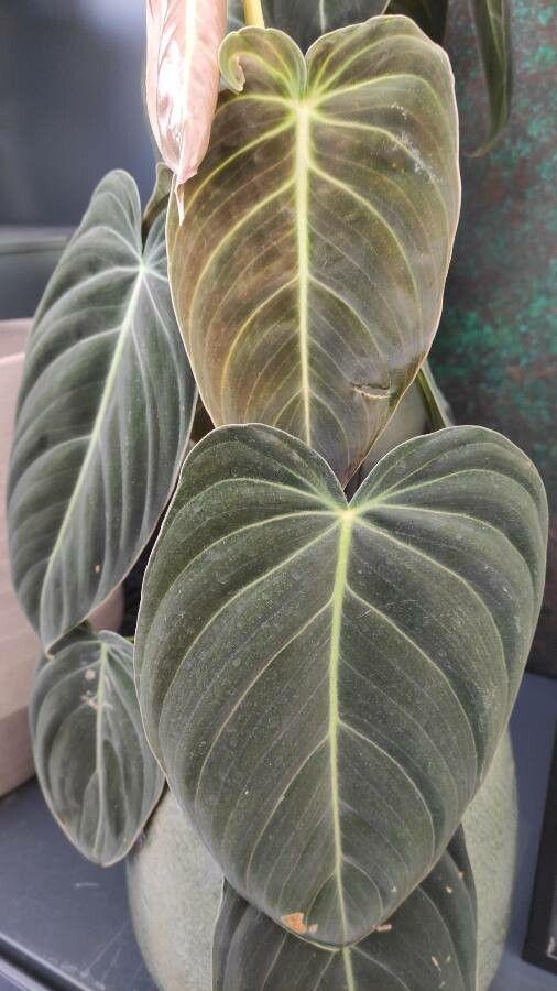 Philodendron melanochrysum