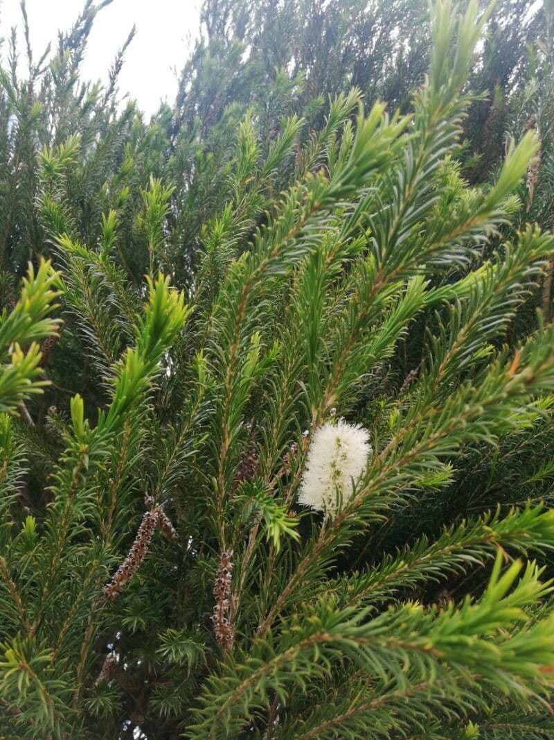 Melaleuca armillaris