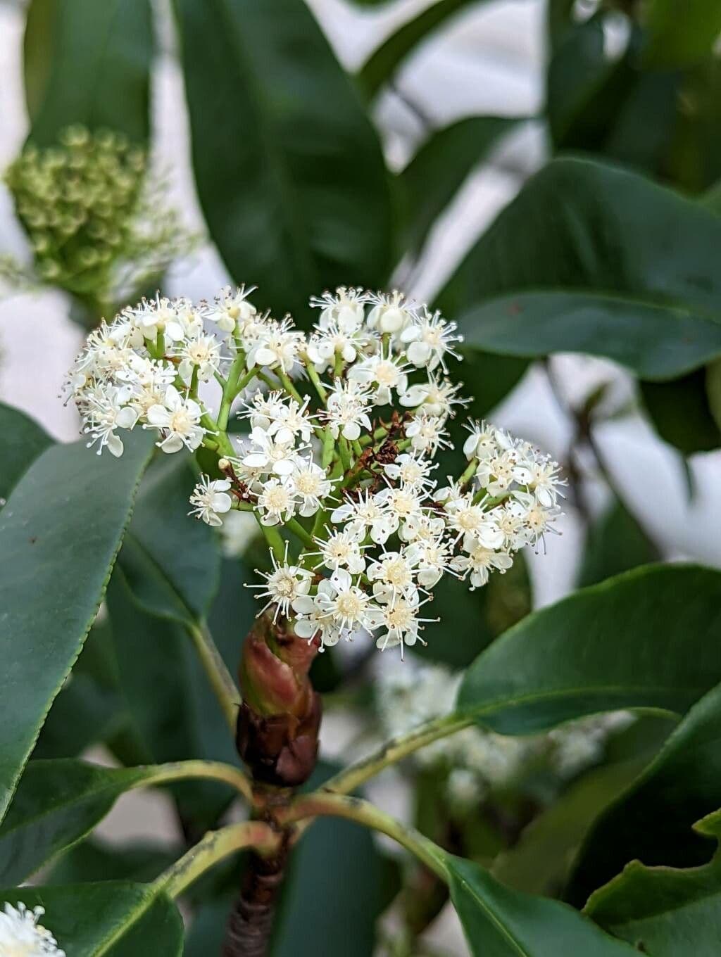 Photinia glabra