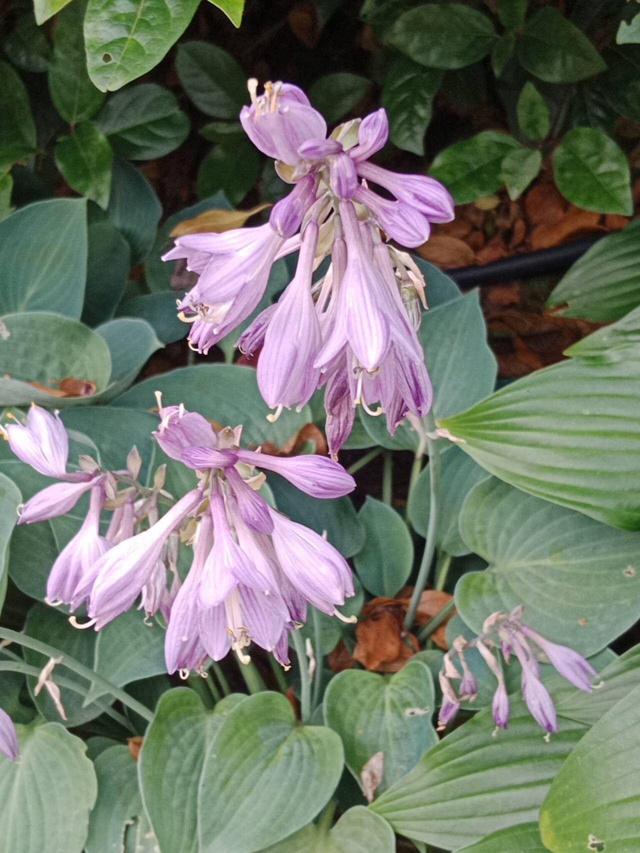 Hosta plantaginea