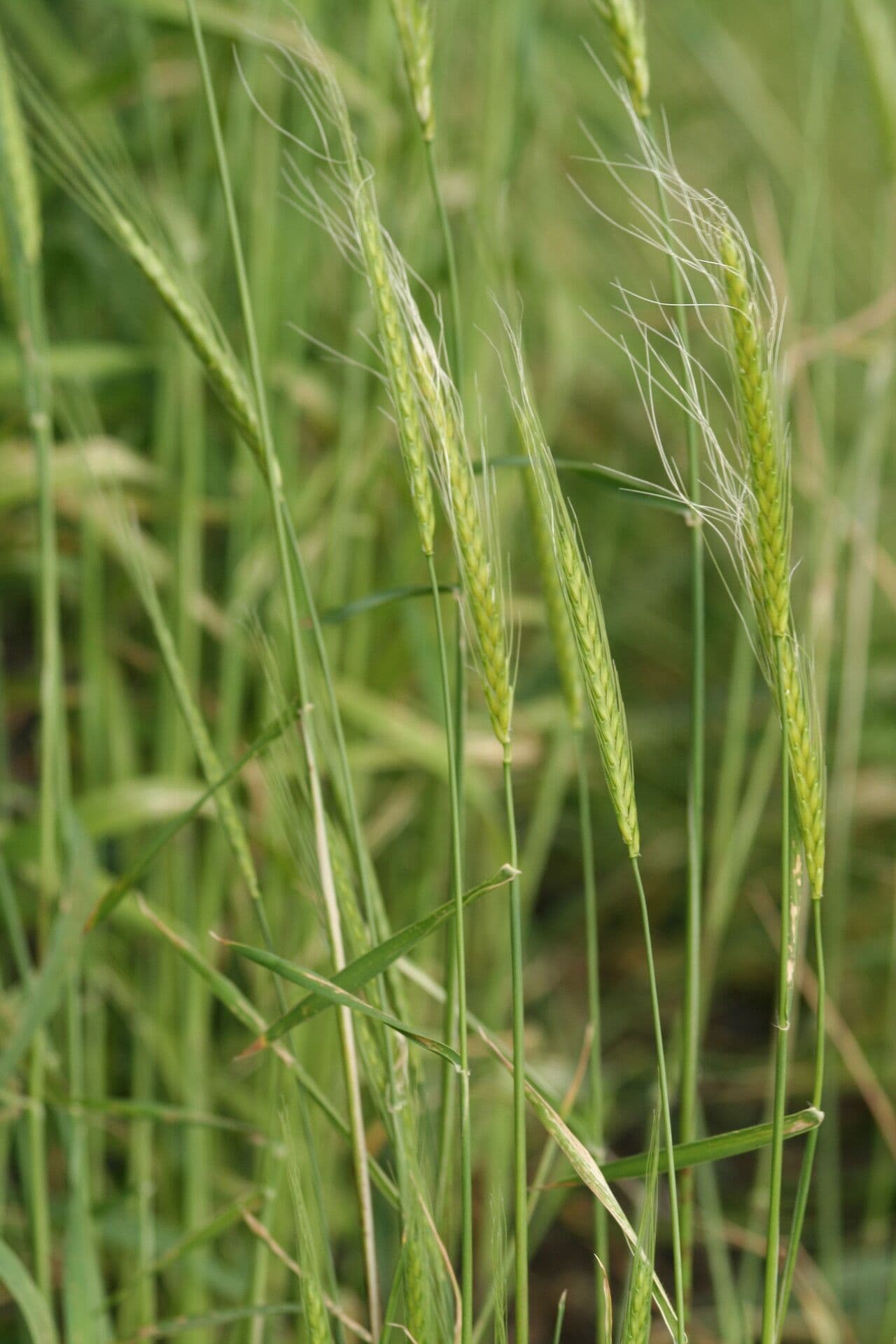 Triticum monococcum