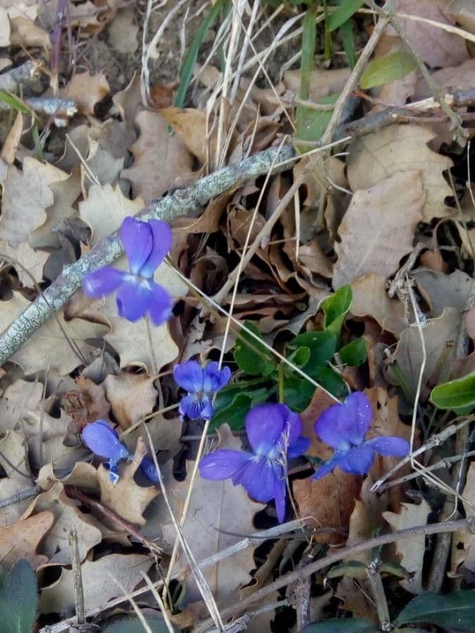 Viola pyrenaica