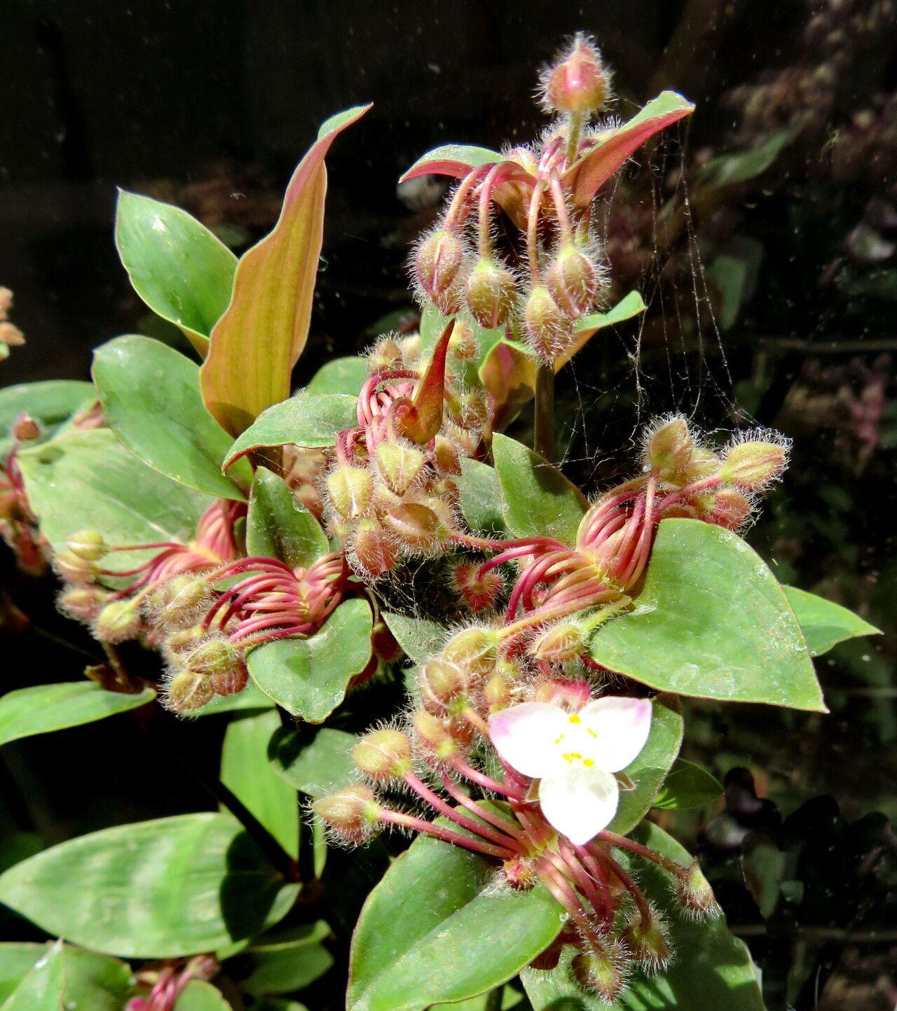 Tradescantia cerinthoides