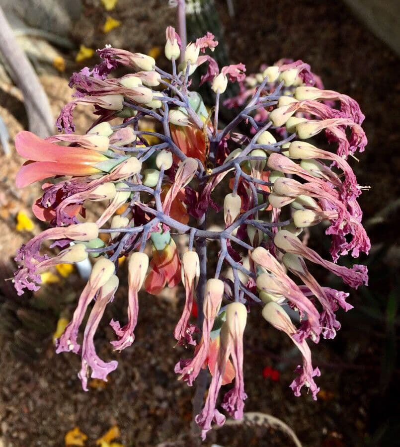 Kalanchoe delagoensis