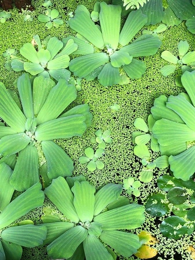 Pistia stratiotes