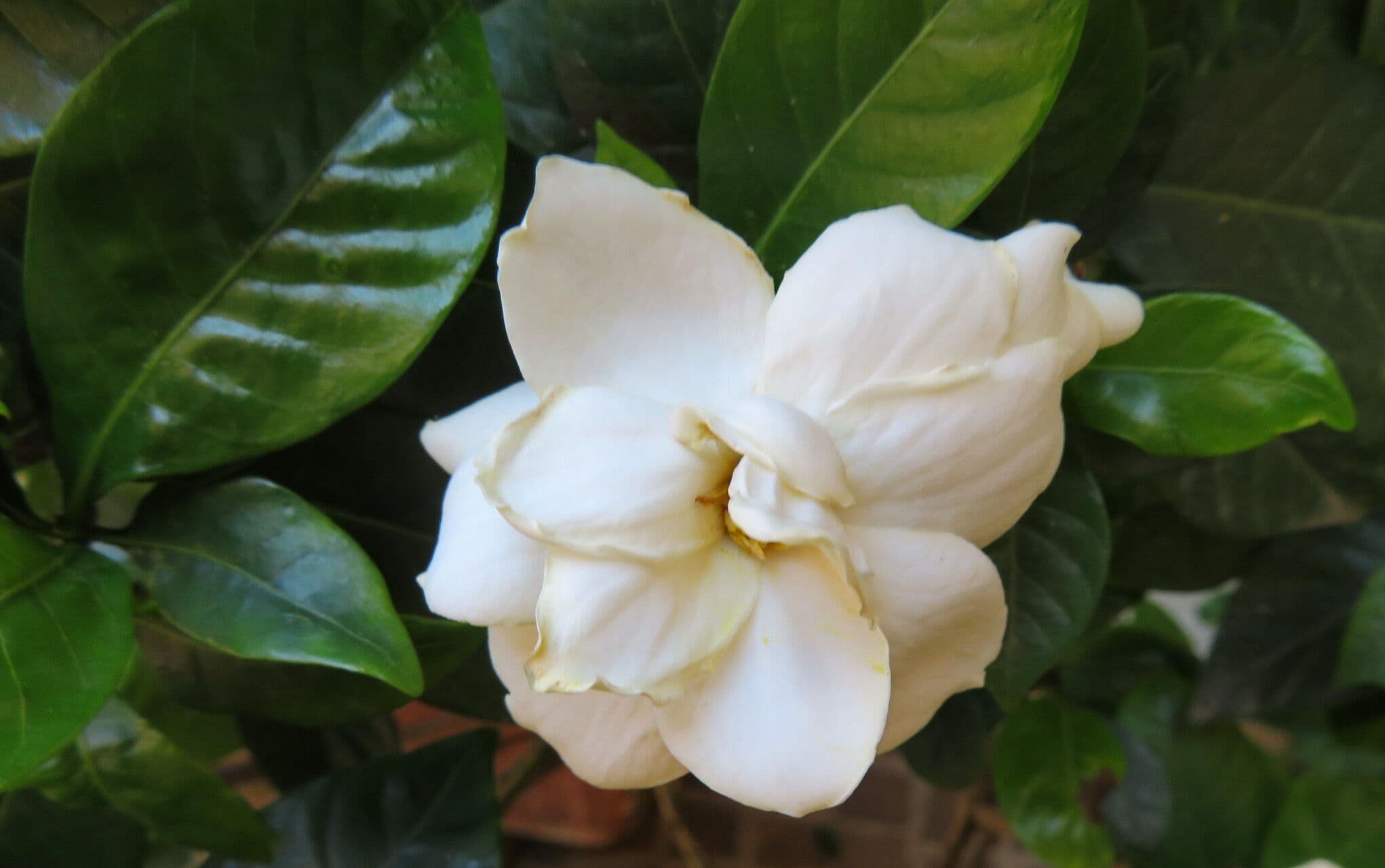 Gardenia jasminoides