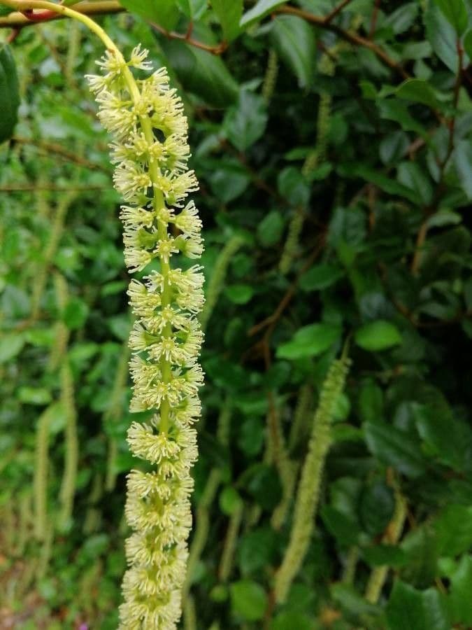 Itea ilicifolia