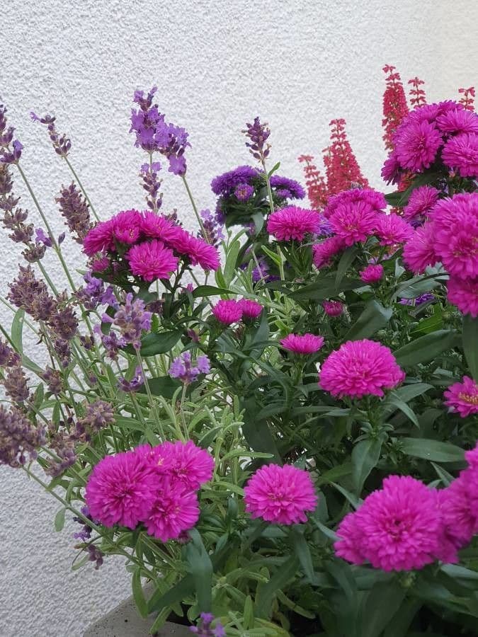 Chrysanthemum morifolium