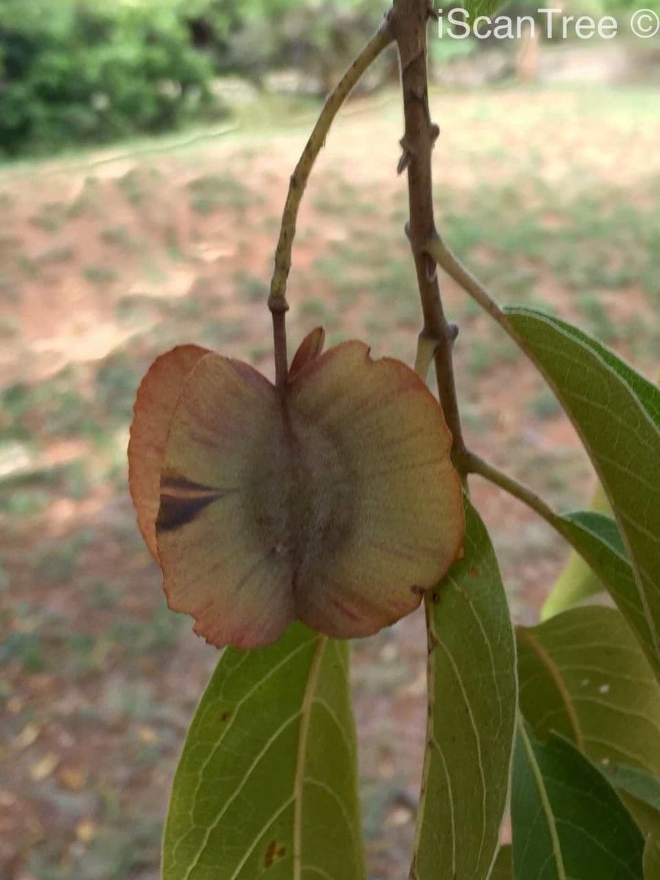 Combretum collinum