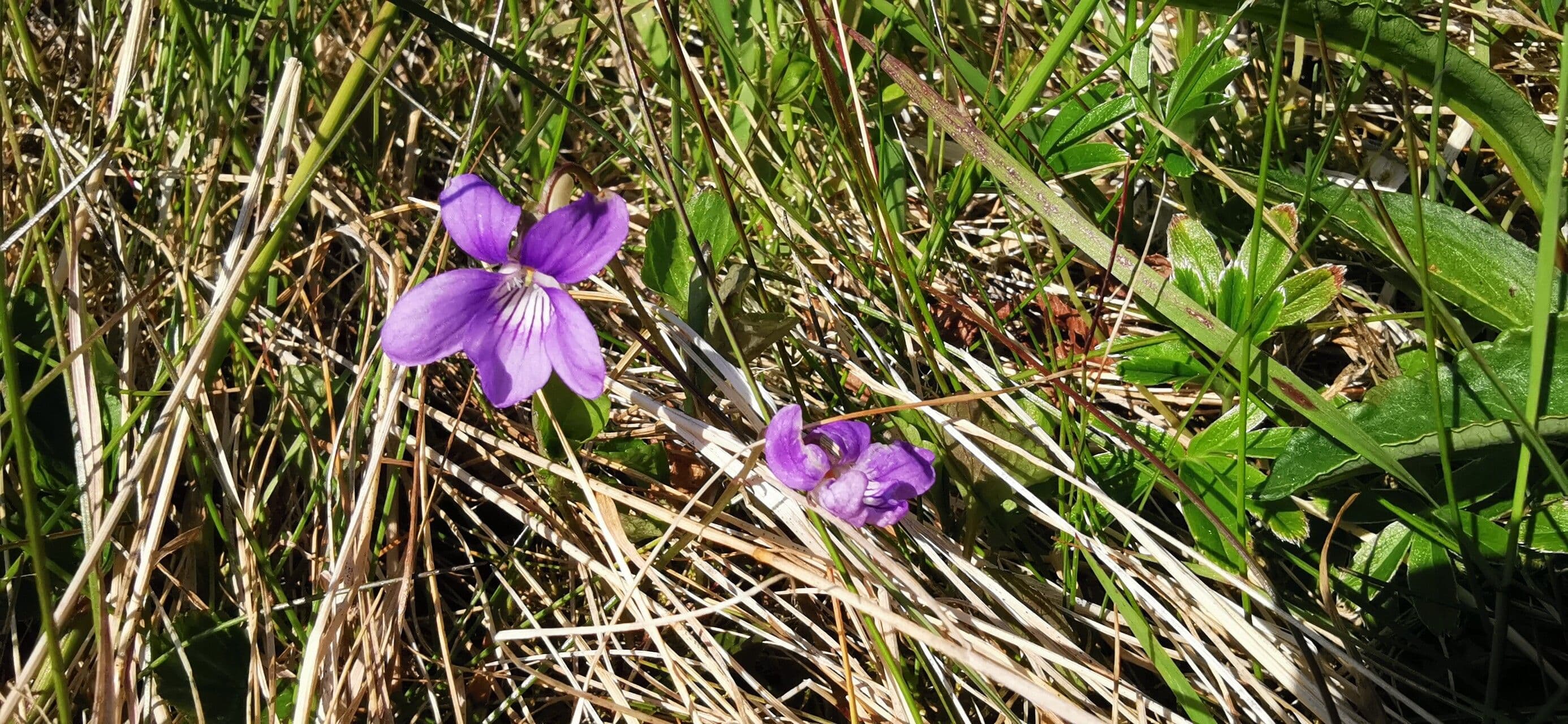 Viola canina