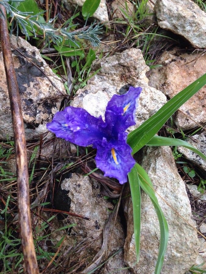 Iris planifolia