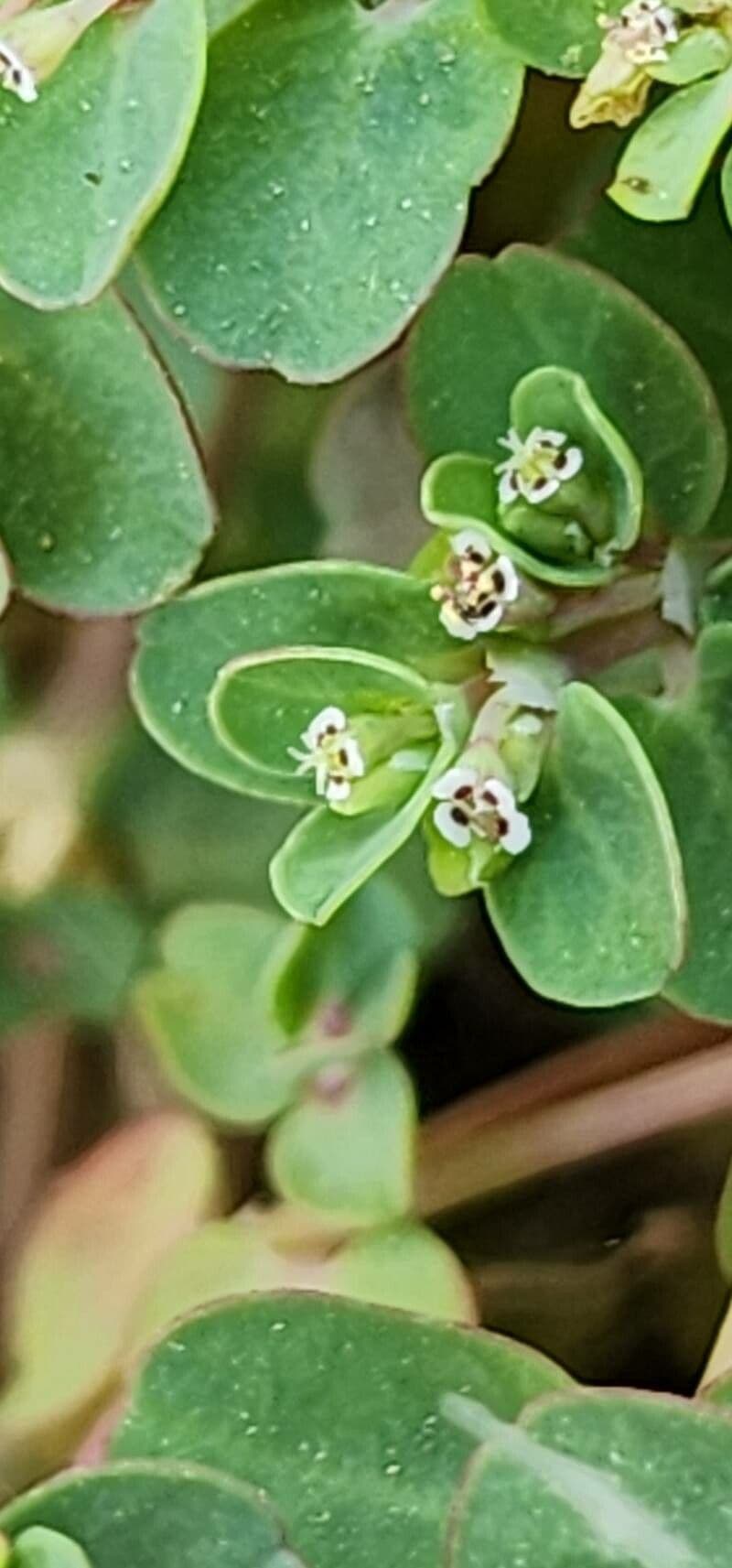 Euphorbia serpens