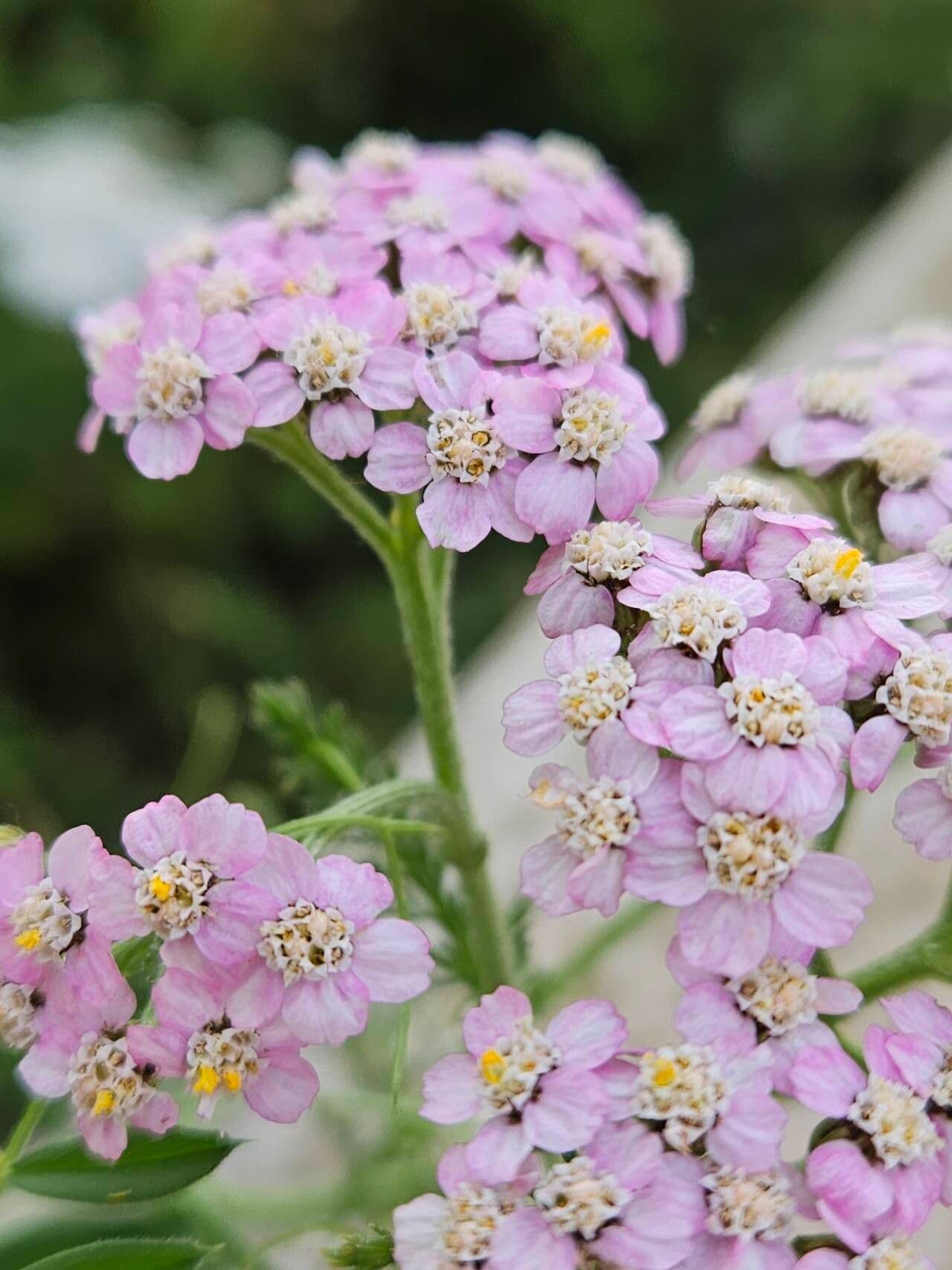 Achillea roseo-alba