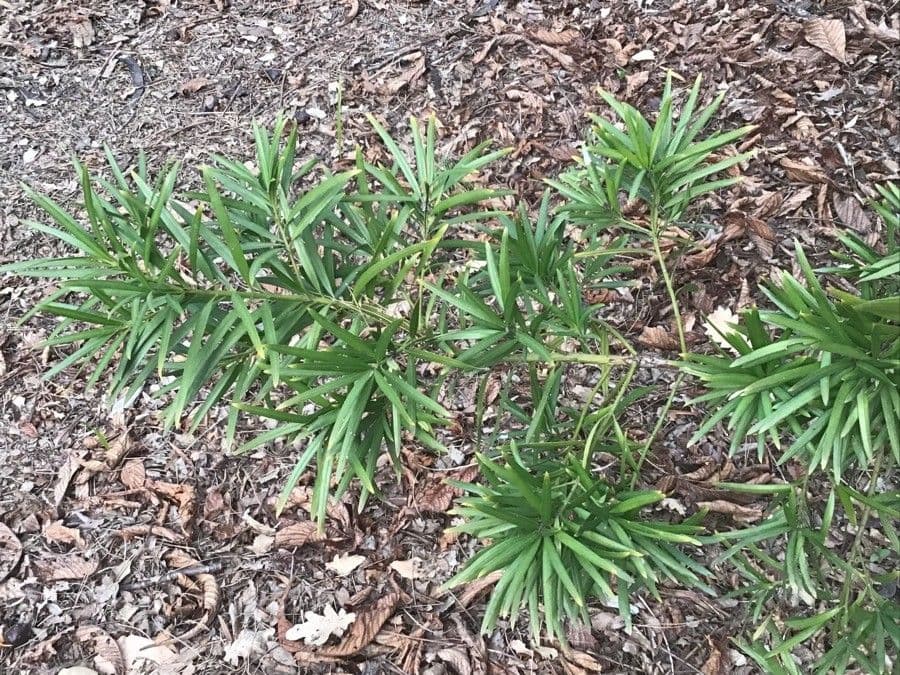 Podocarpus neriifolius